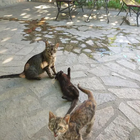 Cozy 2 Bedroom With Terrace Near The Beach And Park Apartament Varna