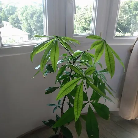 Cozy 2 Bedroom With Terrace Near The Beach And Park Varna